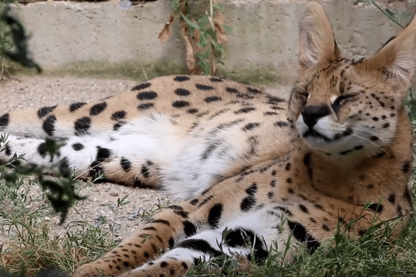 Le serval capturé dans les rues de Lille en juillet dernier s'habitue tranquillement à son nouveau lieu de vie