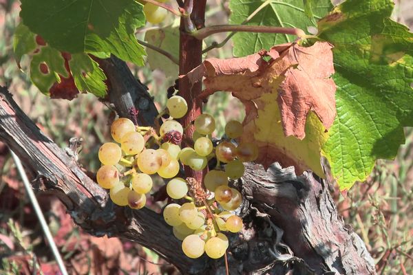 Avec la sécheresse, les raisins subissent de véritables coups de soleil.