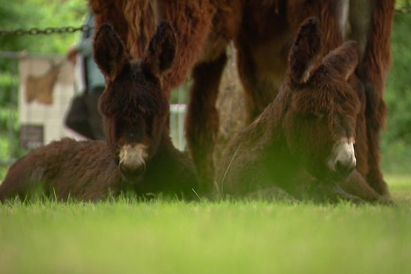 Les concours d'élevage partout dans l'Hexagone permettent de sensibiliser le public à des animaux 100% poitevins.