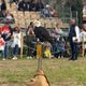 Un rapace lors d'un spectacle à Biot ce week-end du 6 et 7 avril 2024.