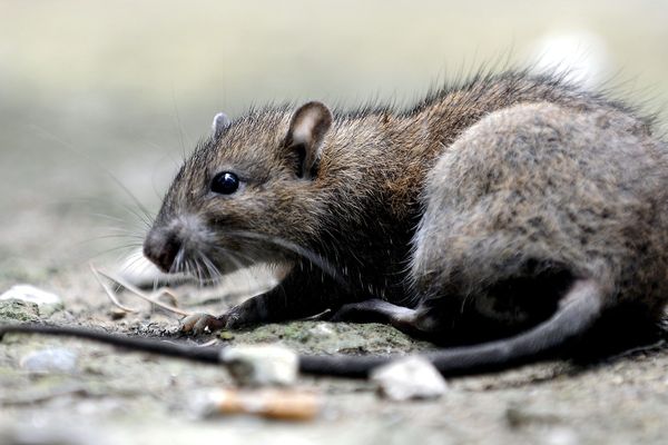 Image d'illustration d'un petit rat.