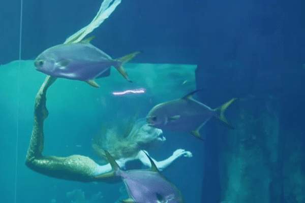 Claire donne plusieurs représentations par jour à l'aquarium de Paris