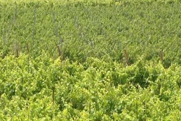 Cazouls-lès-Béziers (Hérault) - les vignes du biterrois souffrent de la sécheresse - 9 juin 2014.