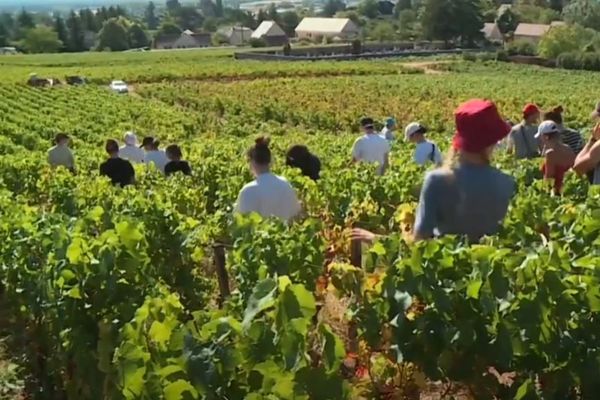 Les dépistages auront lieu dans différentes communes viticoles de la région. 
