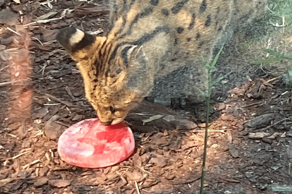 Ce jeune ocelot va pouvoir se rafraîchir grâce à des aliments givrés et adaptés à son régime alimentaire.