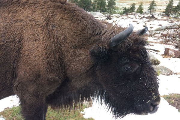 Jeune bison de la réserve de Sainte-Eulalie-en-Margeride (Lozère)