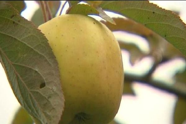 La pomme du Limousin se dégustera-t-elle Outre-Atlantique ?