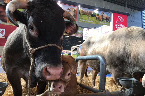 Derniers préparatifs au salon avant l'arrivée du public samedi