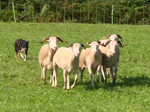 Les chiens doivent guider les troupeaux à travers les obstacles disposés sur le parcours.