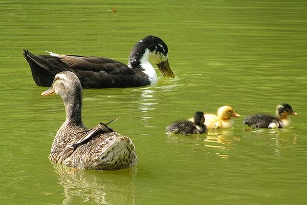 L'eau eux ils aiment ça