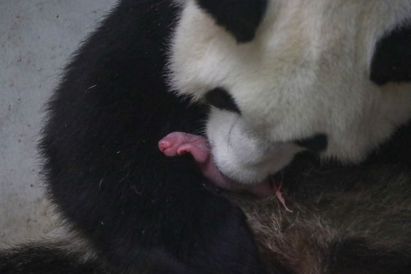 L'un des bébés pandas géants, né à Pairi Daiza, le 8 août 2019.