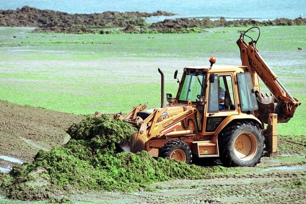 Ramassage d'algues vertes dans la baie de Saint-Brieuc à Binic