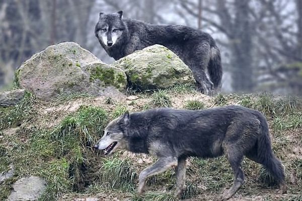 Les loups du parc de l'Auxois au cœur de l'hiver.