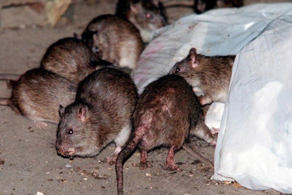 a rat control campaign is underway in several neighborhoods