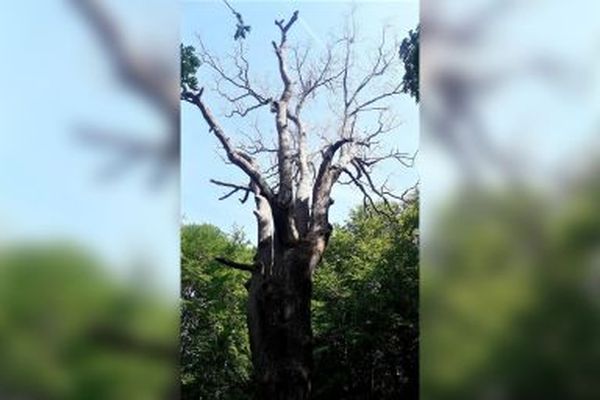 Le Chêne sous St-Pierre trônait en forêt de Compiègne dans l'Oise depuis presque 500 ans.