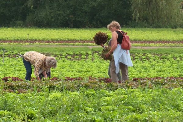 Plusieurs champs sont mis à disposition des clients. Ici ,des champs de salades