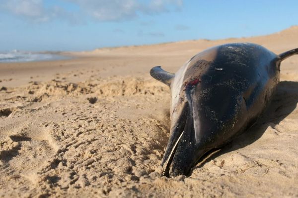 Malgré l'interdiction de la pêche pendant un mois, ces 15 derniers jours, 33 dauphins se sont échoués sur nos côtes de Loire-Atlantique et Vendée.