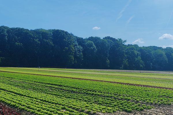 Les salades feuilles de chêne rouges et blondes poussent sous le soleil de Verlinghem (59)