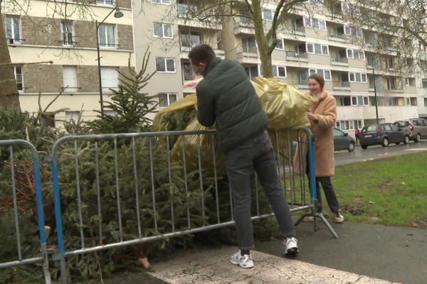 Collecte de sapins à Rennes, le 4 janvier 2025.