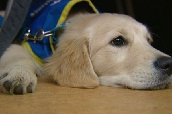 Un labrador d'assistance