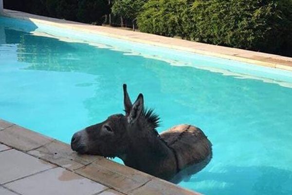 Les pompiers de Manosque ont trouvé l'âne dans la piscine d’une villa sur la commune de Pierrevert.