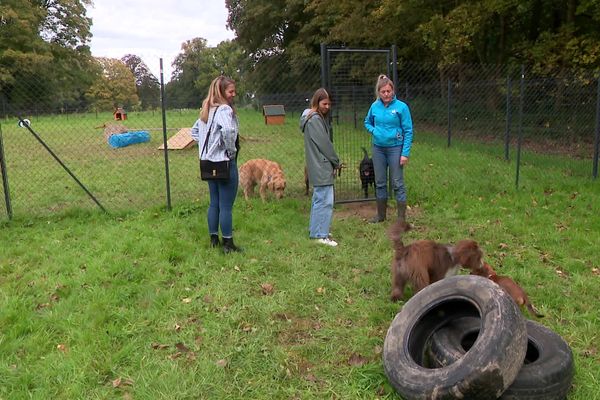 Près de Rouen, à Saint-Jean-du-Cardonnay, une ancienne auxiliaire spécialisée vétérinaire vient d'ouvrir un centre aéré qui peut accueillir jusqu'à neuf chiens.