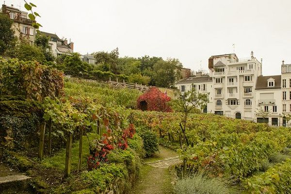 Le clos Montmartre, unique vigne de Paris. 