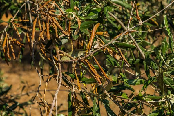 Un arbre atteint de Xylella dans les Pouilles, en Italie.