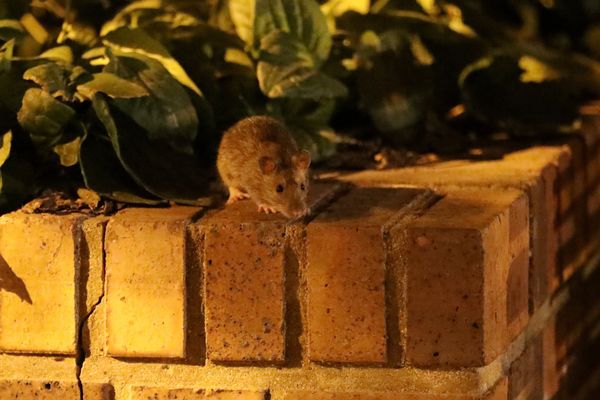 Attention à vos animaux de compagnie: ils risquent d'être empoisonnés à la  mort-aux-rats dans une rue de Bastogne