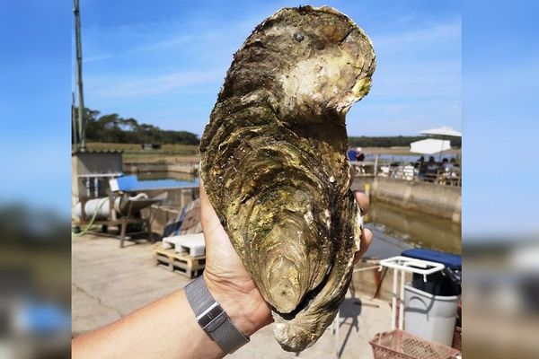 Georgette, l'huître géante de 1,445 kilos, a été découverte à Talmont-Saint-Hilaire en Vendée