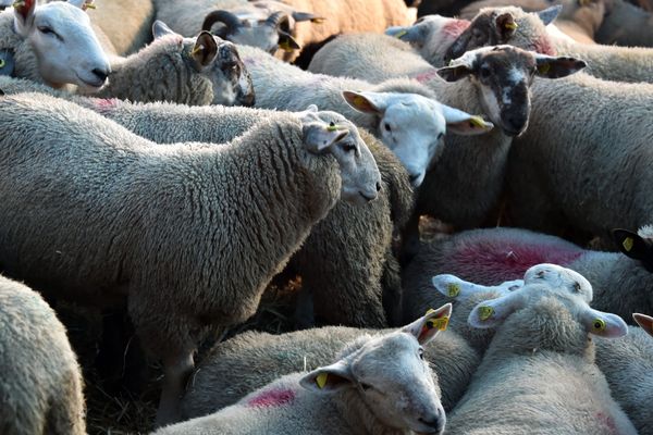 Des moutons regroupés avant leur abattage (image d'illustration)