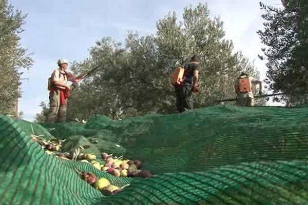 C'est le temps de la récolte des olives à Valensole. Et cette année, pas de maladie de la mouche.