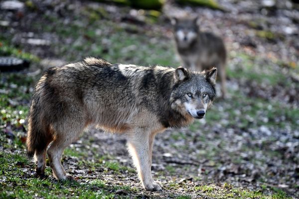 Le nombre de loups en France a été revu à la hausse en septembre en passant de 906 à 1 104 individus.