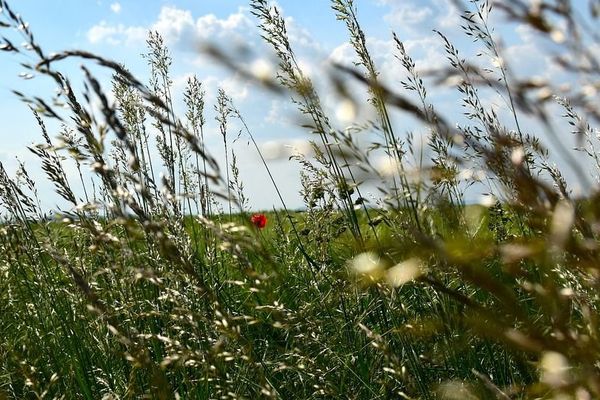 La dissémination des pollens est favorisée par la météo ensoleillée et ventée