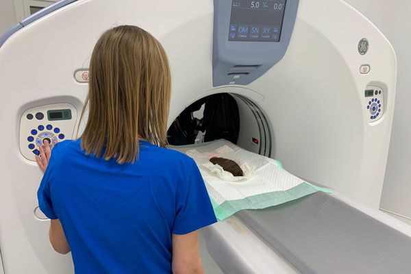 Radiographie d'une momie animale égyptienne, le lundi 29 janvier, à la clinique vétérinaire AgoraVet à Strasbourg.