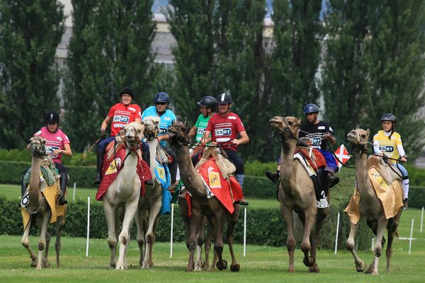 Une course de camélidés organisée le 15 juin à l'hippodrome de Reims.