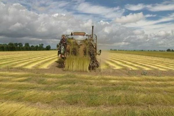 A la coopérative de Cagny, 1400 hectares de lin seront récolté  si la météo le permet.
