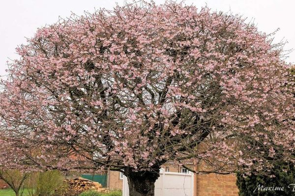 Un prunus pisardii en fleur, avec un ou deux mois d'avance. 