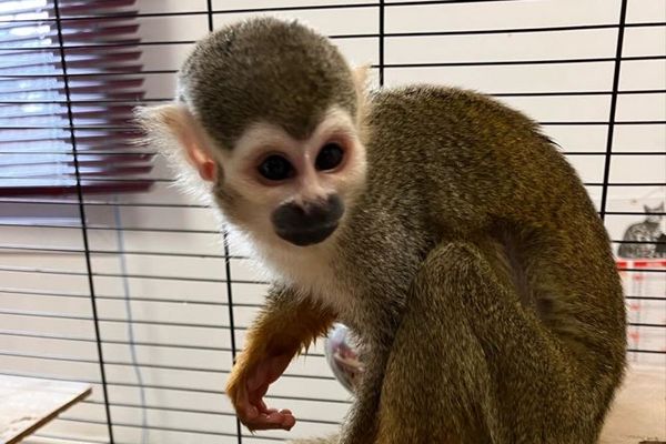 Le petit singe écureuil a été abandonné dans un sac de sportif sur le parking d'un lycée à l'Estaque, au nord de Marseille.