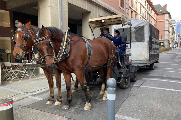 Ces chevaux de race Franches-Montagnes tirent la calèche et la cariole remplie de sapins.