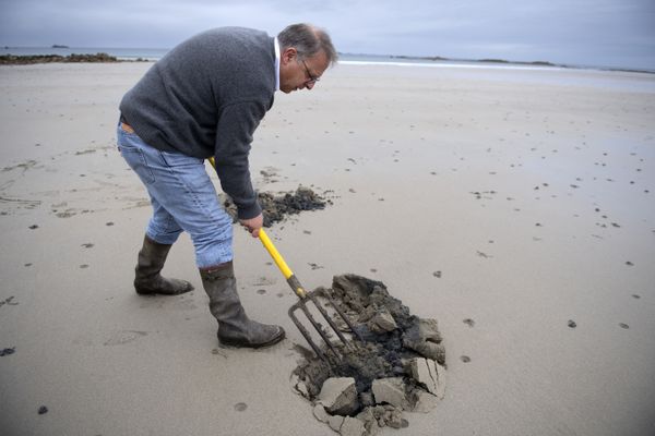 Franck Zal, fondateur de la Société Hemarina à la recherche de vers marins sur une plage .