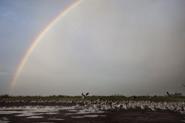 Point de vue image du monde, des grues grises sour un arc-en-ciel dans la Hula Valley en Israël le 14 février 2011, 1milliard d'oiseaux en 400 espèces traversent la vallée du Jourdain vers l'Afrique...