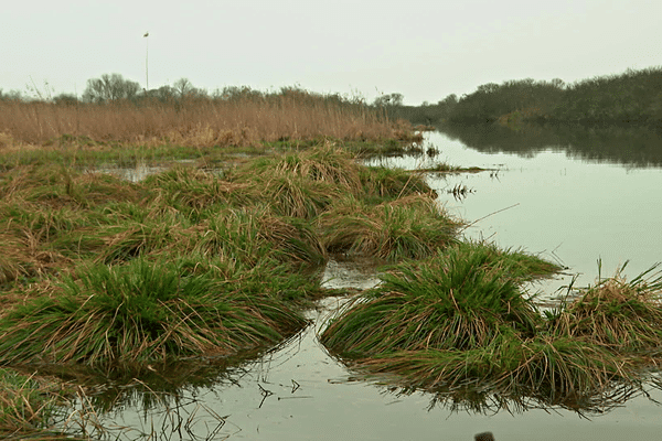 Le niveau du lac de Grand-Lieu, près de Nantes, devrait être un mètre plus haut à cette période de l'année.