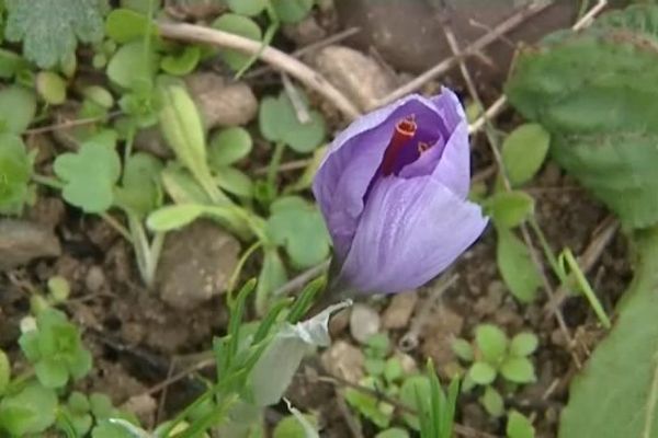 Une fleur de safran