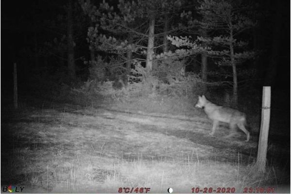 Loup équipé d'un GPS photographié le 28 octobre dernier dans la Drôme.