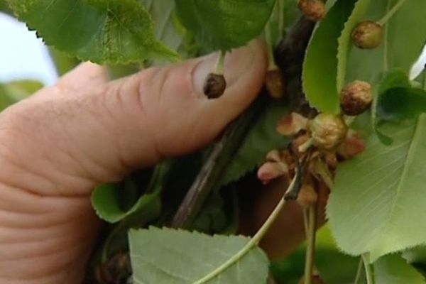 Dans l'Yonne, les cerises n'ont pas résisté au froid 