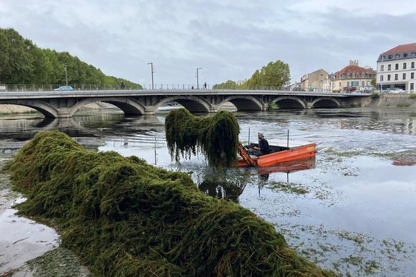 Depuis le 9 septembre, des bateaux remplis d'algues traversent le Cher à Montluçon.