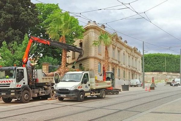 Montpellier - plantation de 20 palmiers entre les boulevards du Jeu de Paume et Ledru-Rollin - juin 2016.