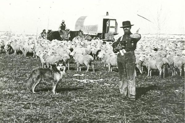 Un Champsaurin qui avait réussi à développer un élevage d'ovins de 3000 bêtes, avant le massacre de Spring Creek raid.