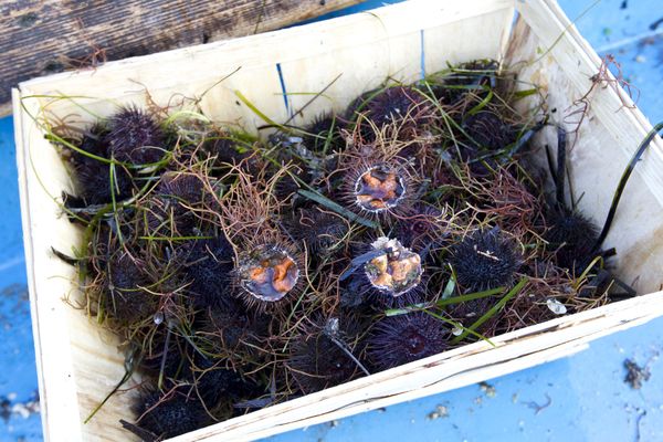 Réduction de la pêche des oursins en Méditerranée française pour éviter leur disparition